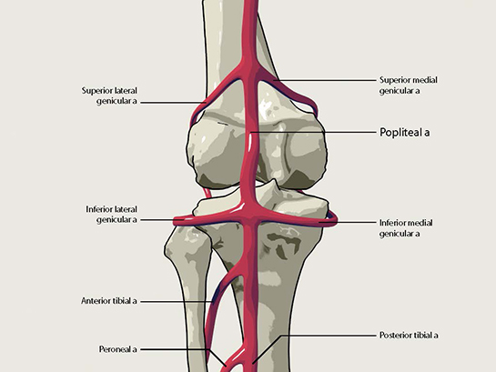 Popliteal Arter