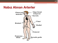 Nabız Alınan Arterler Özellikleri ve Faydaları Nelerdir?