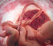 Umblikal Arter Özellikleri ve Faydaları Nelerdir?