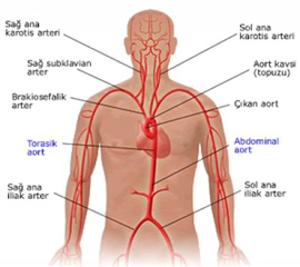 Arter Damarı Özellikleri ve Faydaları Nelerdir?