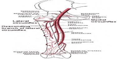 Femoral Arter