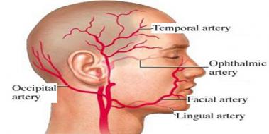 Temporal Arter