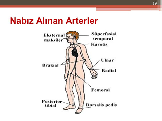 Nabz Alnan Arterler