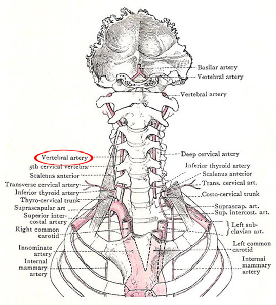 Vertebral Arter